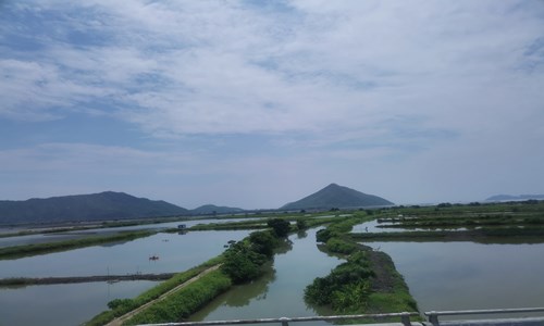 山西太原男子开水烫怀孕母猫事件